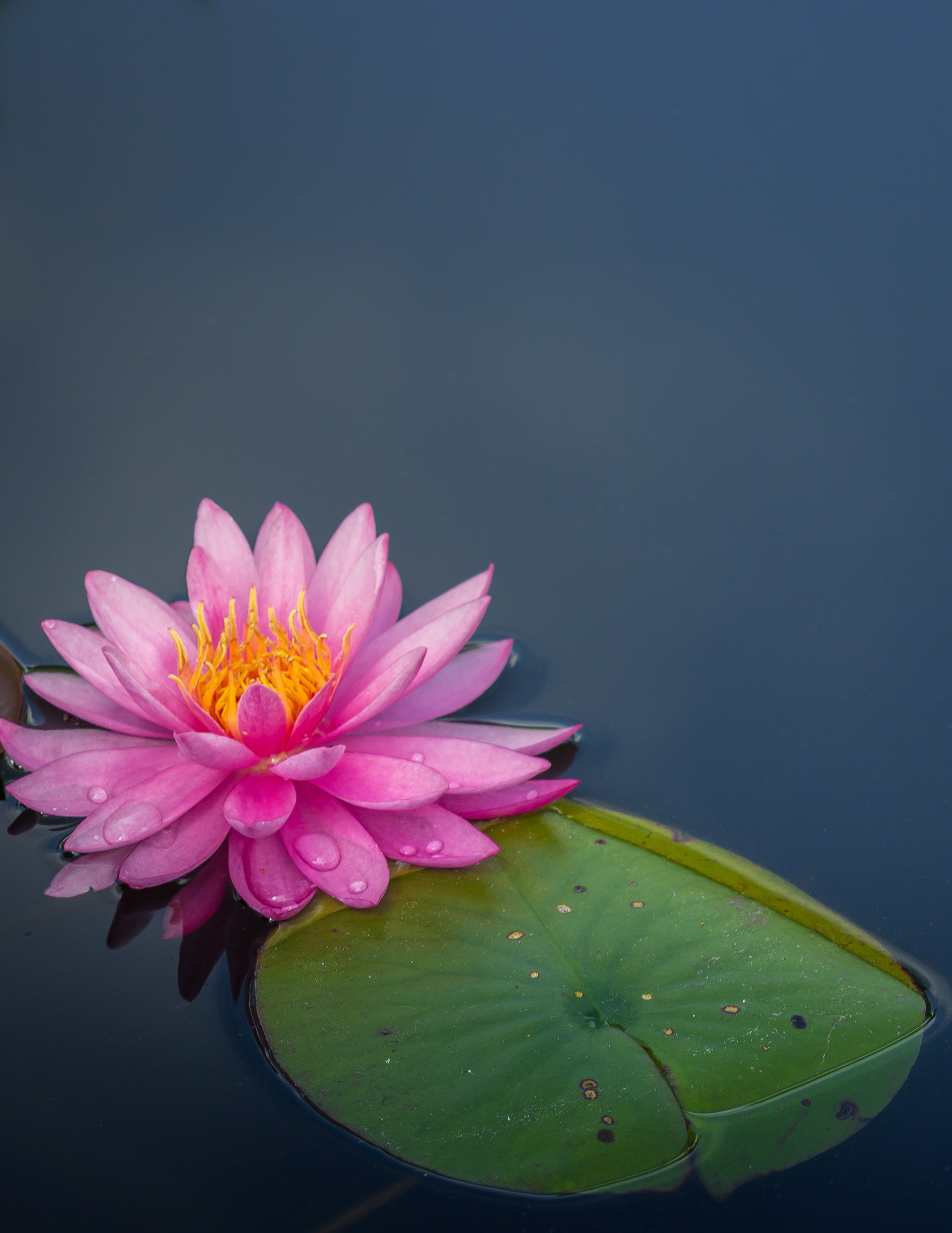 Pink flower serenely floating in water